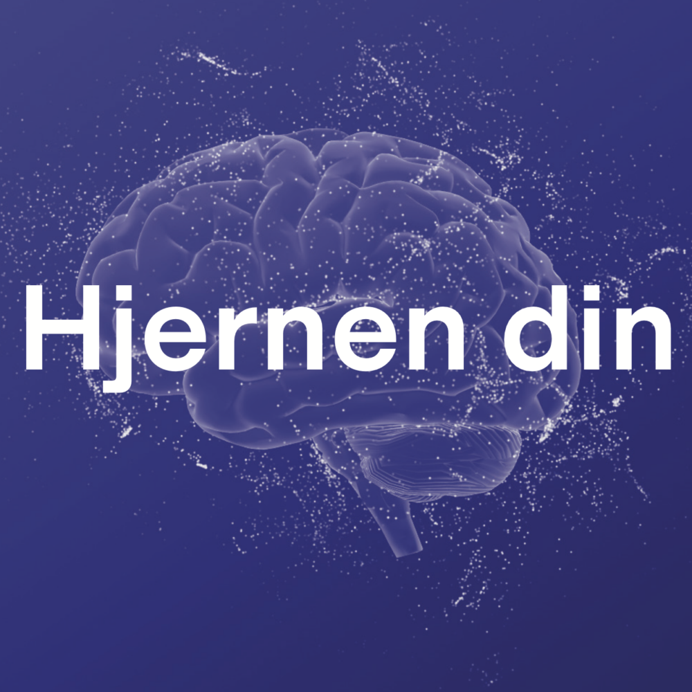 Modell av hjernen